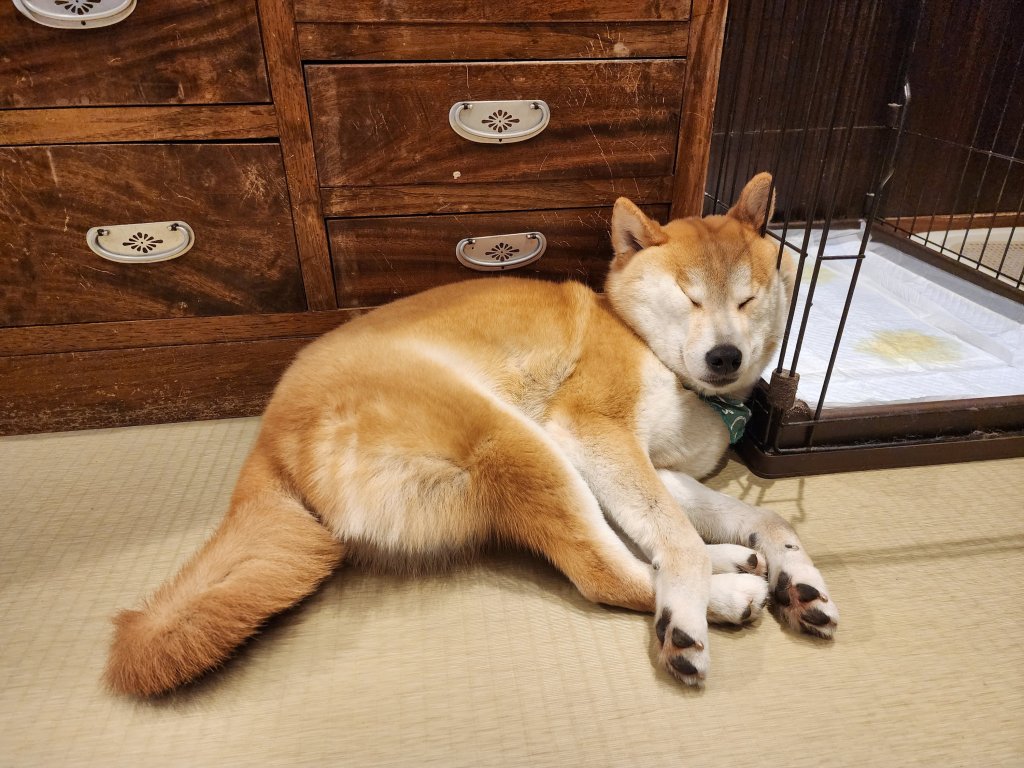 !Mameshiba!